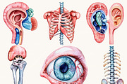 Watercolor Human Anatomy Clipart, a Person Illustration by BusyDaydesign (Thumbnail 3 of 9)