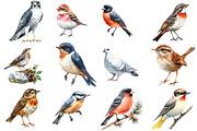 Scandinavian Birds Clipart, an Illustration by Watercolor design (Thumbnail 2 of 5)