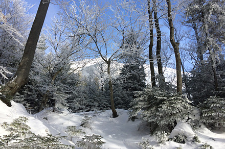 Clear Winter Sky And Forest Stock Photo Containing Winter And Snow preview 5