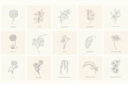 Birth-Flowers. Trendy Plants, Logos, a Seasonal Illustration by Designwork (Thumbnail 20 of 21)