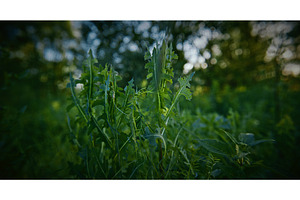 Lactuca, commonly known as lettuce, a Nature Photo by Our Amazing World