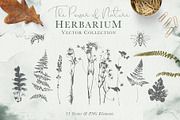 Herbarium: Design Set, a Graphic by Lumitar (Thumbnail 12 of 14)