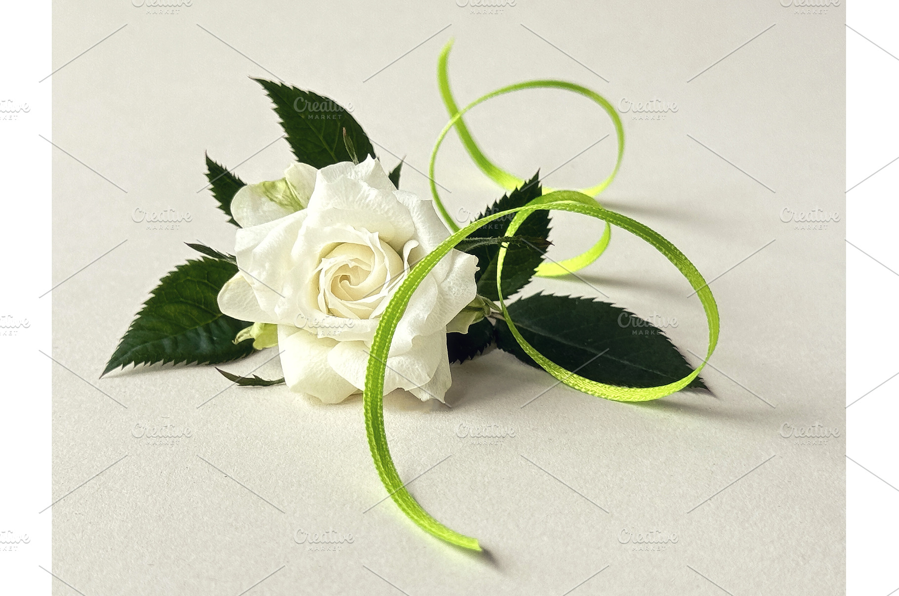 Elegant white rose with green leaves, a Photo by tilialucida