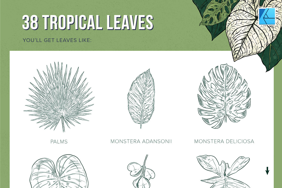 111 Tropical Stamps for Affinity, a Brush Add-On by Riveros Illustration (Photo 3 of 13)