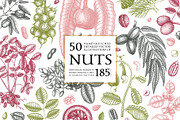 Nuts Hand-Drawn Vector Illustrations, a Food Illustration by Yevheniia (Thumbnail 1 of 15)