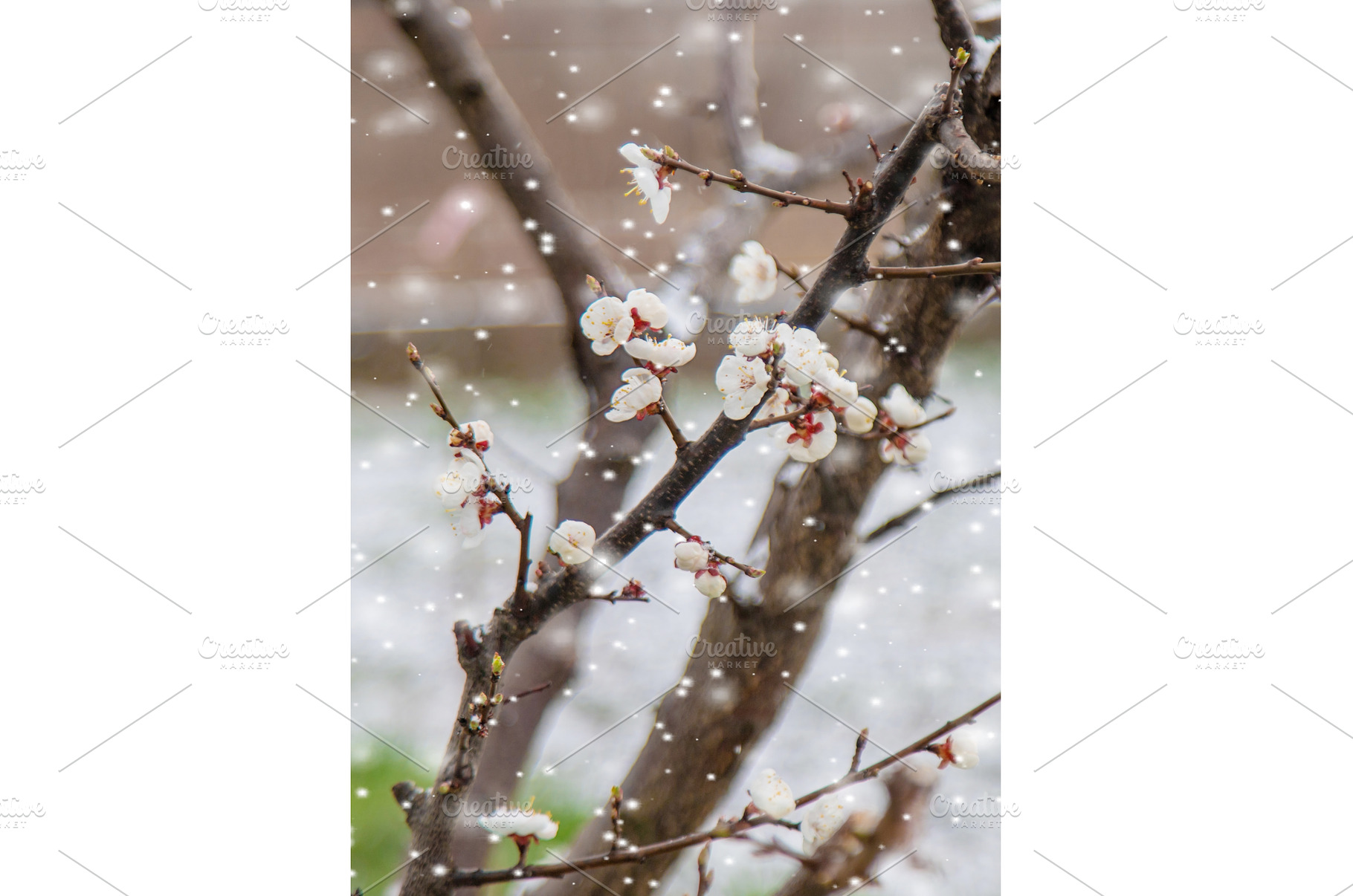 Trees bloom snow spring. Selective, a Nature Photo by yanadjana