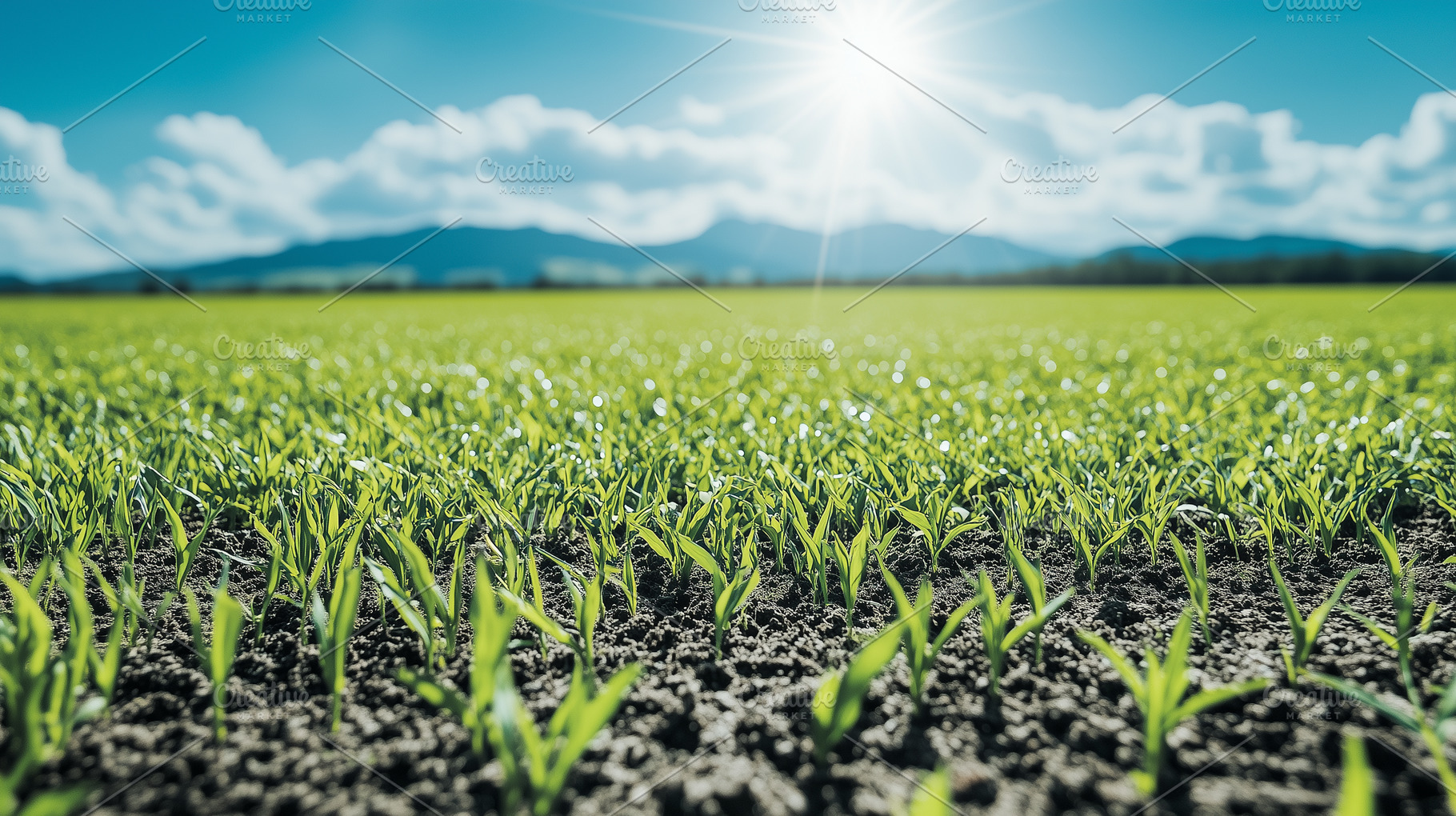 Sunlit field of young green crops, a Nature Photo by MistyDay