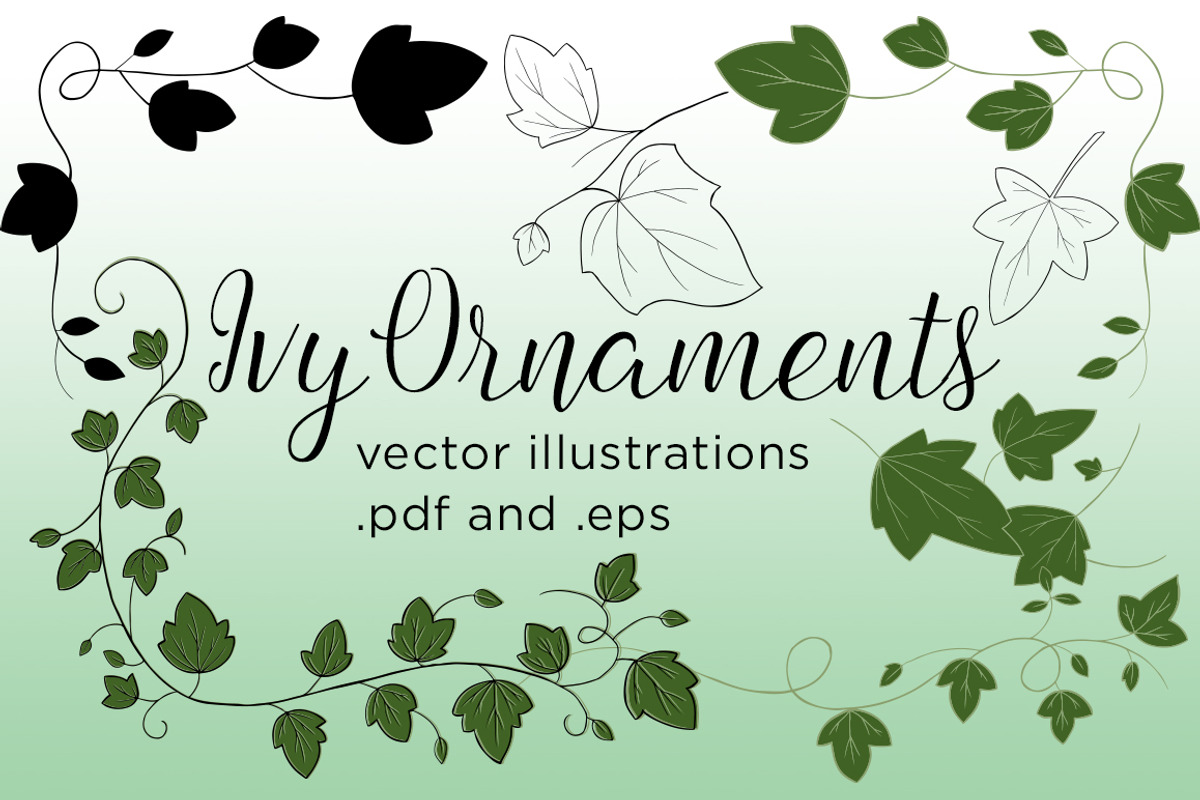 Ivy Vector Illustrations, an Illustration by MyNatureGraphics (Photo 1 of 4)