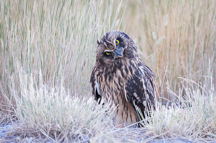 Short Eared Owl Head Tilt