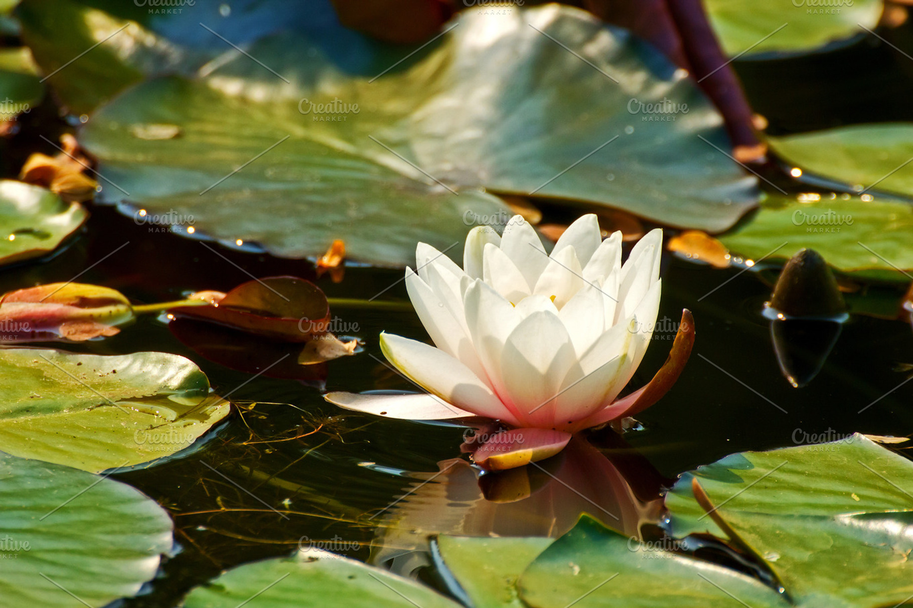 White Lotus