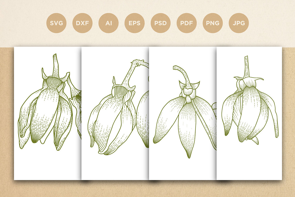 Ylang Ylang flower engraving style, a Healthcare Illustration by vectorartificer (Photo 1 of 5)