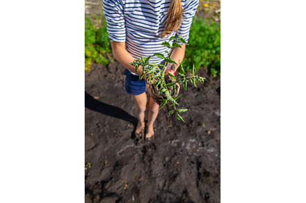 The child is planting a plant in the, a Nature Photo by yanadjana