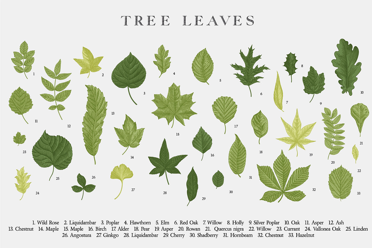 Leafy, a Decorative Illustration by olga.korneeva (Photo 5 of 16)