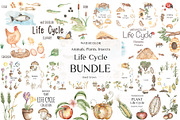 Watercolor Life Cycle Bundle, an Education Illustration by MayaNavits (Thumbnail 1 of 22)