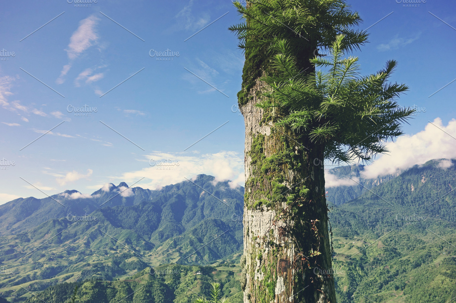 Pine tree containing pine tree, growth, and mountains