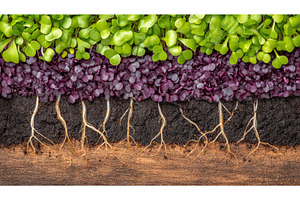 An assortment of leafy greens are, a Food & Drink Photo by ZinetroN
