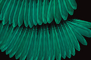 Plumage Atelier. Procreate Brushes, a Brush Add-On by Eldar Zakirov's (Thumbnail 24 of 25)