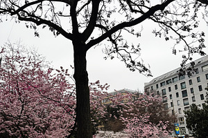Cherry blossom trees in blooming park amidst urban cityscape of Geneva, Switzer, a Photo by AS photostudio