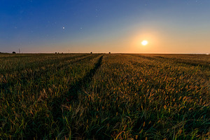 Serene rural landscape with golden wheat field under moonlight,, a Nature Photo by Eugene_Photo