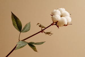 Cotton plant branch with soft bolls, a Photo by Beautiful things