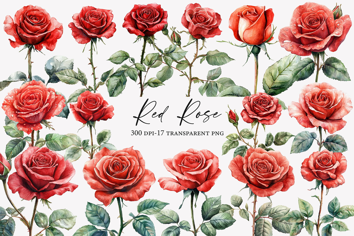 Watercolor Red Rose Clipart, an Illustration by Designworld (Photo 1 of 4)