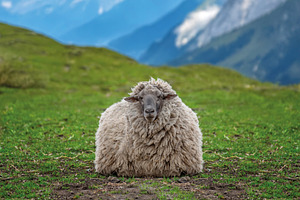 Sheep grazing on pasture in summer on mountain background. Conce, an Animal Photo by Byrdyak