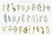 Eucalyptus Line Art And Watercolor, a Decorative Illustration by ElenaPlatovaArt (Thumbnail 3 of 10)