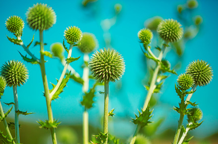 Field with silybum marianum milk thistle  medical plants containing plant