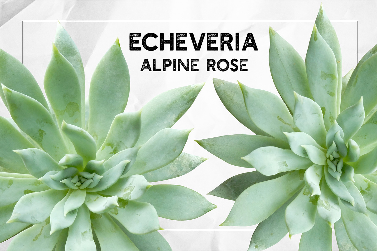 Succulents - Real Botanic Specimens, an Object Graphic by Turning Moss (Photo 6 of 12)