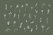 Floral Botanical Plant Illustrations, an Icon by CreativeWilderness (Thumbnail 2 of 11)
