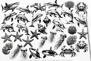 Sea Animal Procreate Brushes Stamps, a Brush Add-On by LaurenceVArtiste (Thumbnail 7 of 8)