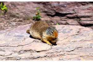 Columbian Ground Squirrel on a rock, an Animal Photo by Leonid Andronov