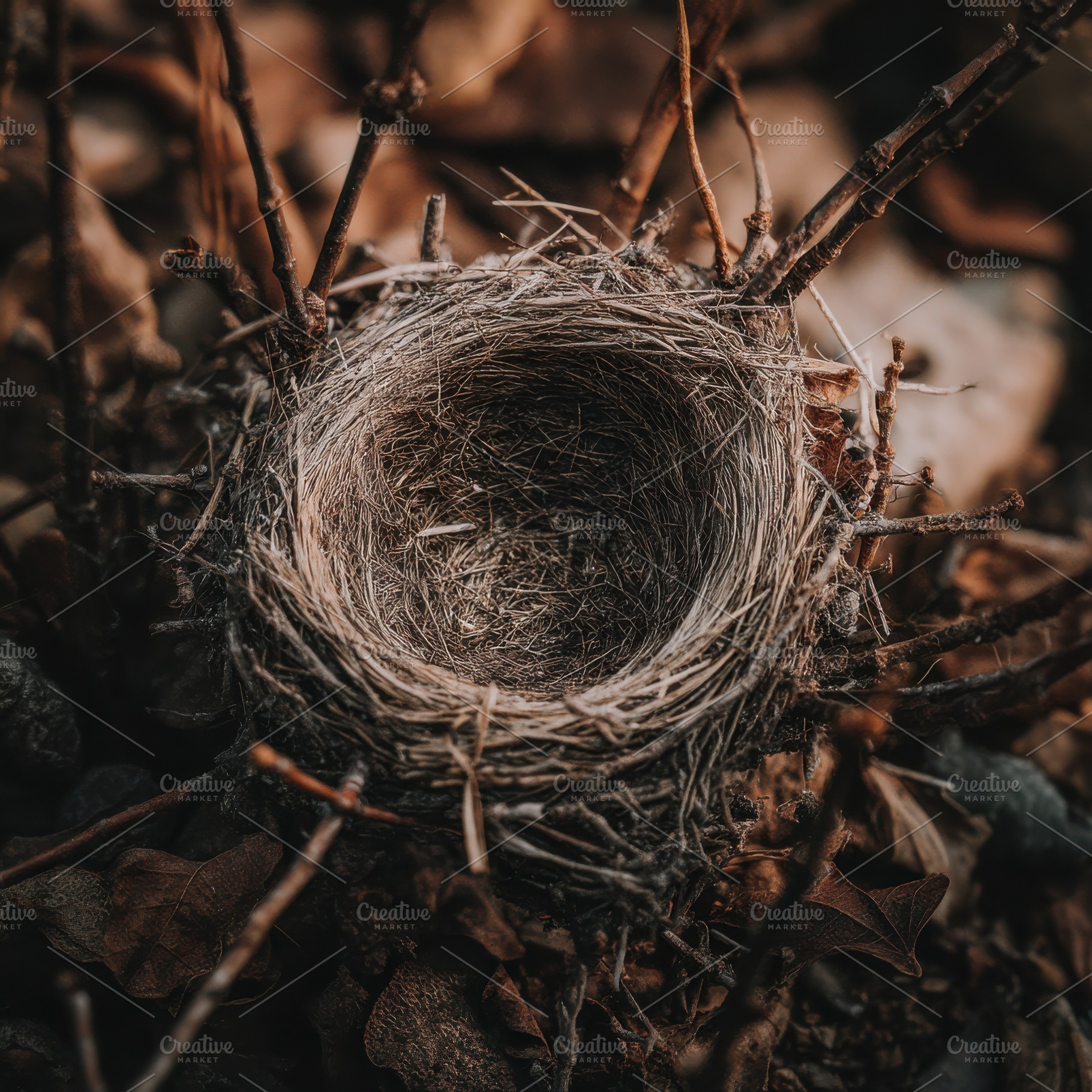 Abandoned Bird Nest in Forest, a Nature Photo by Virgo Studio