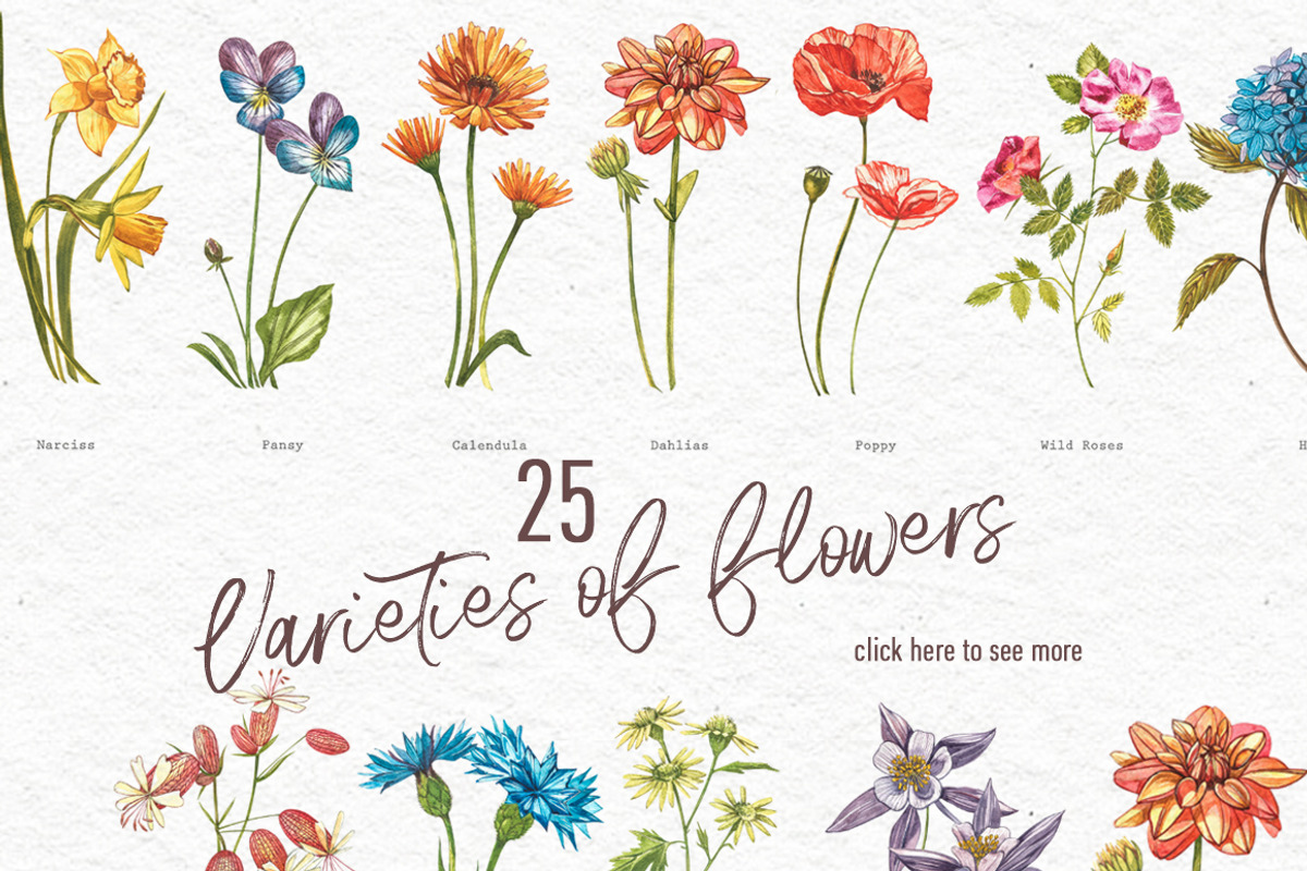 Wildflowers & Gardenflowers clipart, a Decorative Illustration by Ann Astro (Photo 2 of 9)