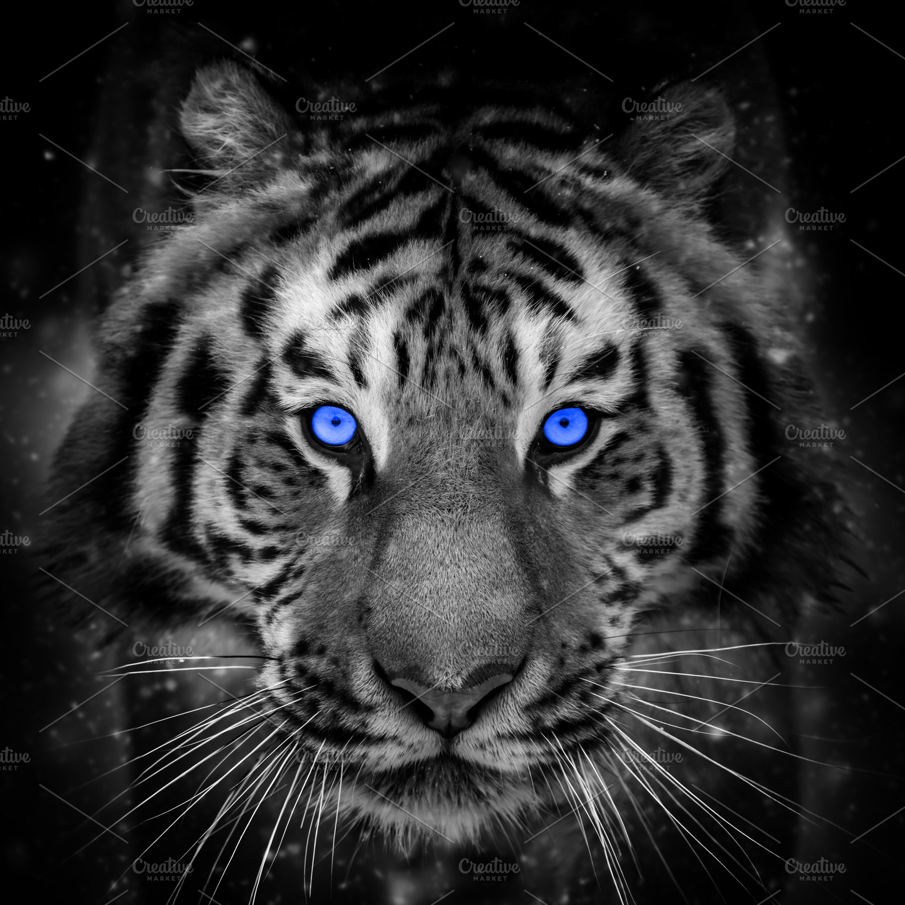 Close adult tiger portrait with blue eye. Animal on dark backgro, a Photo by Byrdyak