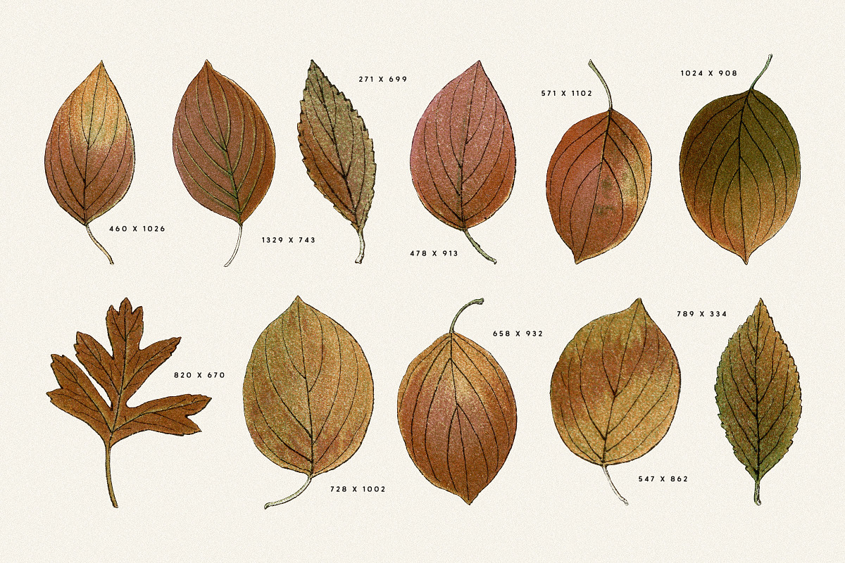 Autumn Leaves Clipart - 59 Images, an Object Illustration by Century Library (Photo 6 of 10)