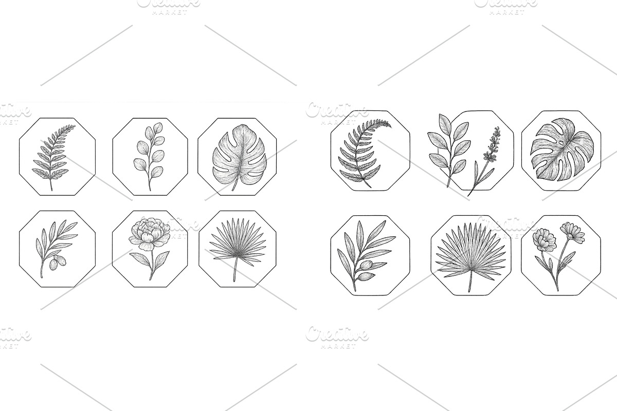 Detailed botanical illustrations, an Illustration by ZinetroN