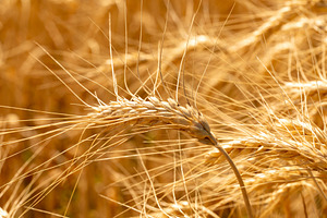 Macro view of a golden wheat head bending in the field, illumina, a Nature Photo by Ales Munt
