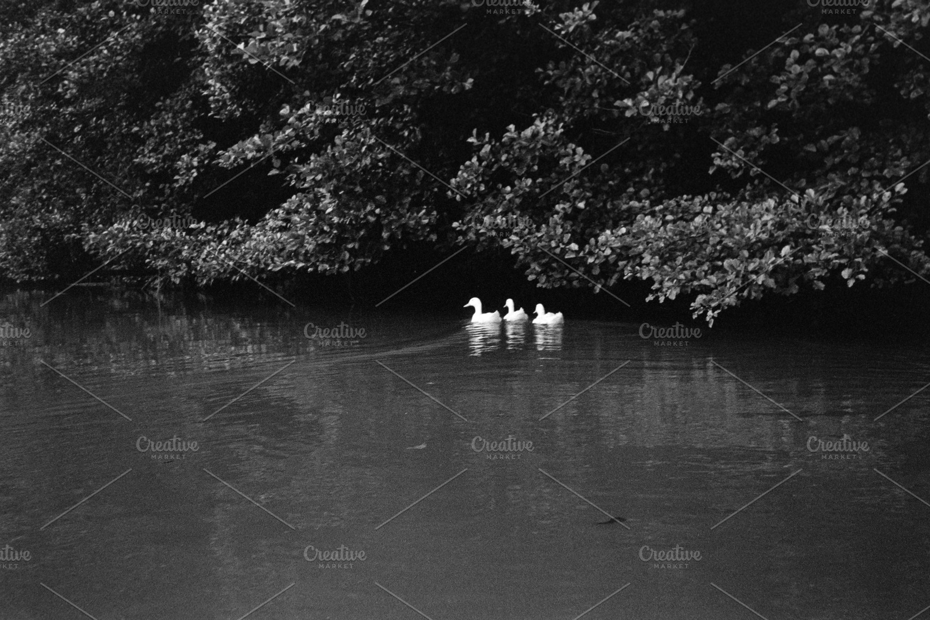 serene natural scene with waterfowl swimming in a pond, a Photo by WorldOfPhotos