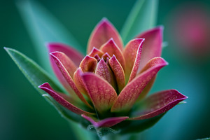 Close-up of a pink and orange flower, a Nature Photo by professorinc