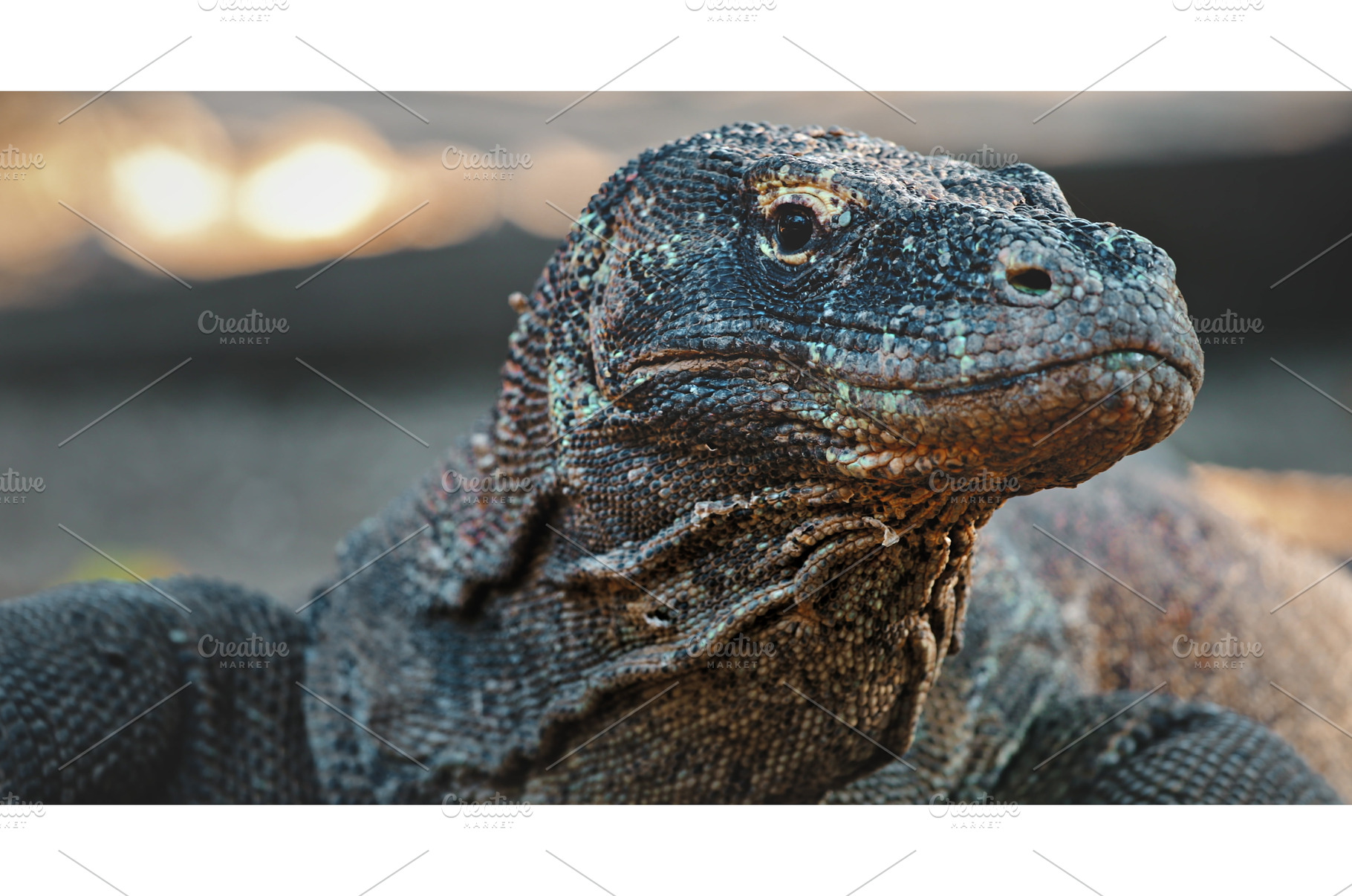 Komodo dragon resting in the setting, an Animal Photo by Goinyk