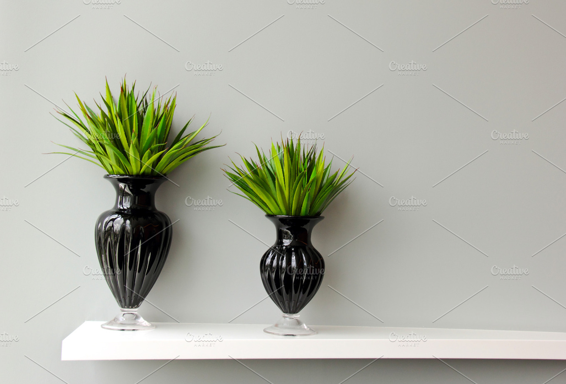 Green Plant In Black Vase