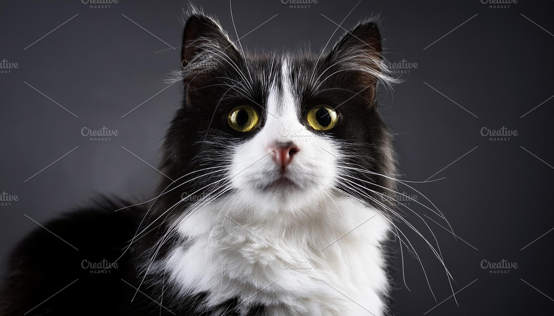 black white cat pet, AI generated, a Photo by WorldPhotos