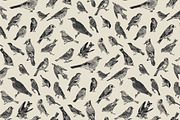 Garden Birds. Black & white, an Animal Illustration by olga.korneeva (Thumbnail 7 of 7)