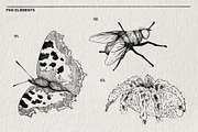 Pencil sketches of insects PNG., an Animal Illustration by LOKSKIH (Thumbnail 3 of 5)
