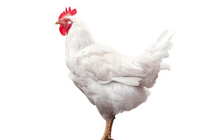 White rooster isolated on white