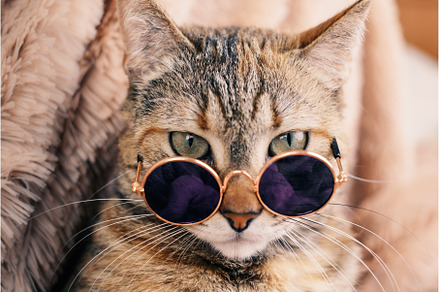 Ginger red cat in sunglasses against