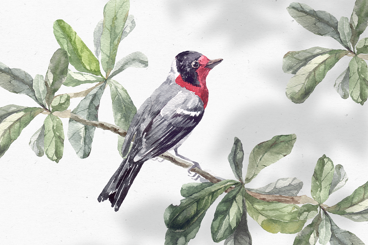 Bullfinch watercolor illustration, an Animal Illustration by Tilling (Photo 4 of 4)
