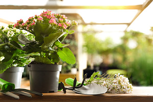 Blooming Kalanchoe Plants with Gardening Tools, a Nature Photo by Davizro's Market