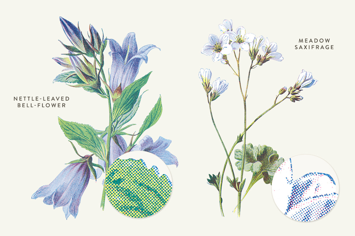 Vintage Flower Illustrations Bundle, an Illustration by Greta Ivy (Photo 17 of 62)